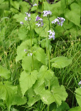 Çok yıllık dürüstlük (Lunaria rediviva)