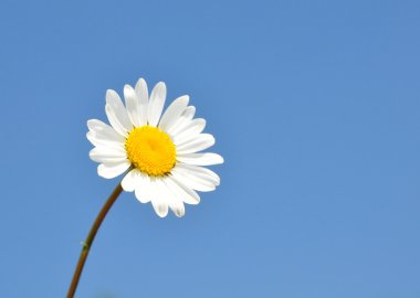 Oxeye papatya (Leucanthemum vulgare)