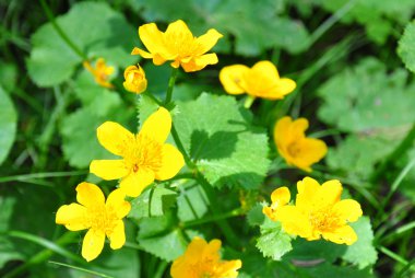 Bataklık kadife çiçeği (Caltha palustris)