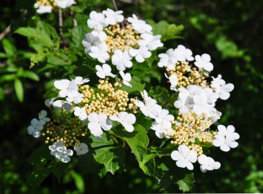 Guelder rose (Viburnum opulus) clipart