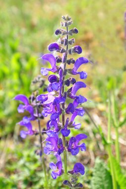 Çayır adaçayı (Salvia pratensis)