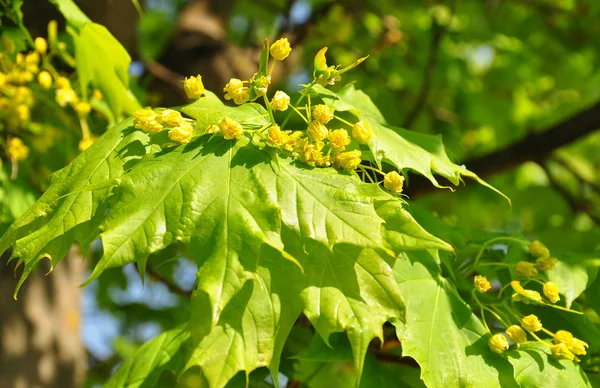 Akçaağaç (Acer çiçekler) — Stok fotoğraf