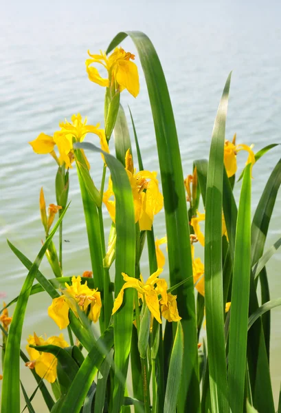 Iride gialla (Iris pseudacorus ) — Foto Stock