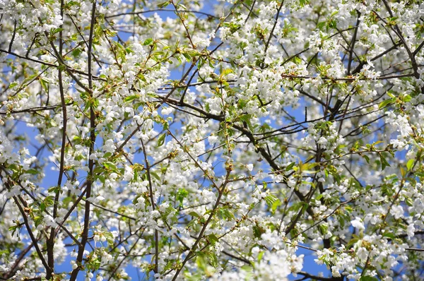 Třešňové květy (Prunus avium) — Stock fotografie