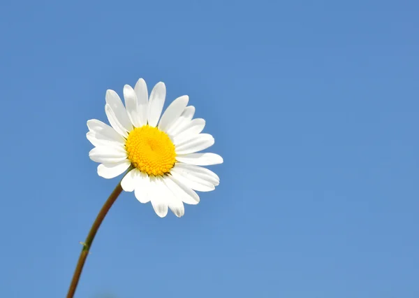 Oxeye daisy (Leucanthemum vulgare) — Stock Photo, Image