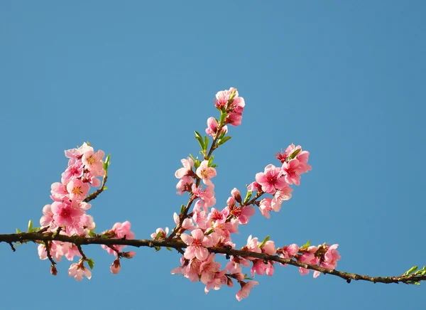 Broskvový květ (Prunus persica) — Stock fotografie