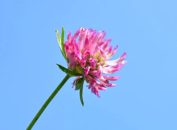 Puna-apila (Trifolium pratense) ) — kuvapankkivalokuva