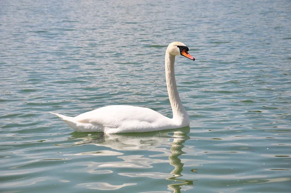 stock image Swan (Cygnus olor)