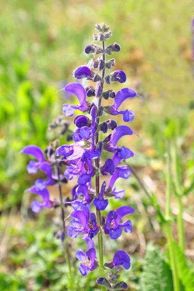 Veldsalie (Salvia pratensis) — Stockfoto