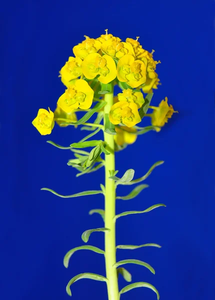 Esponja de ciprés (Euphorbia cyparissias ) — Foto de Stock