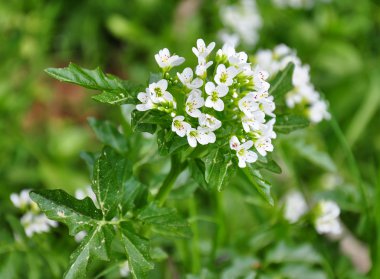 Su teresi (Nasturtium officinale)