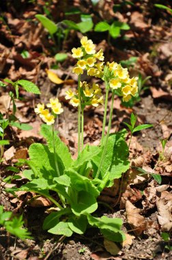 Oxlip (Primula elatior)