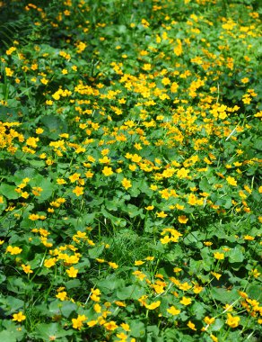 Bataklık kadife çiçeği (Caltha palustris)