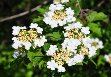 Guelder rose (Viburnum opulus) clipart