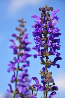 Çayır adaçayı (Salvia pratensis)