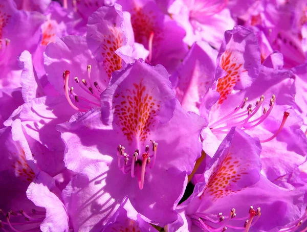 Fiore di rododendro — Foto Stock