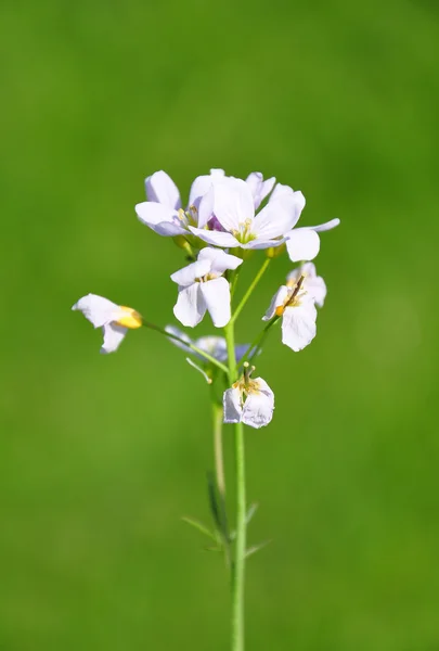 Cuckoo flower (Cardamine pratensis) — Stock Photo, Image