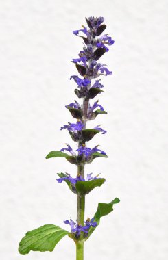 Blue bugle (Ajuga reptans) clipart