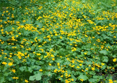 Bataklık kadife çiçeği (Caltha palustris)