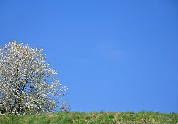 Kersenboom — Stockfoto
