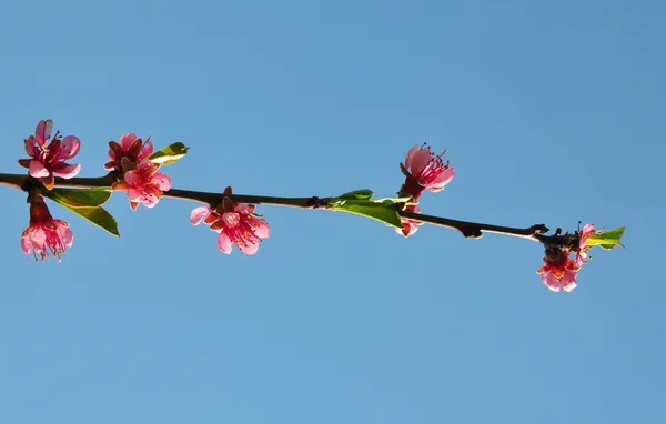 Broskvový květ (Prunus persica) — Stock fotografie