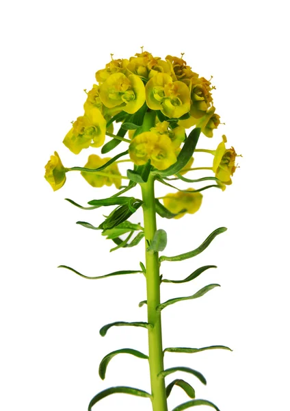 Кипарисовый спрут (Euphorbia cyparissias) ) — стоковое фото