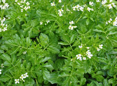 Su teresi (Nasturtium officinale)