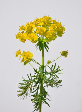 Selvi Spurge (Euphorbia cyparissias)