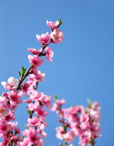 Persika blomma (Prunus persica) — Stockfoto