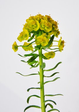 Selvi Spurge (Euphorbia cyparissias)