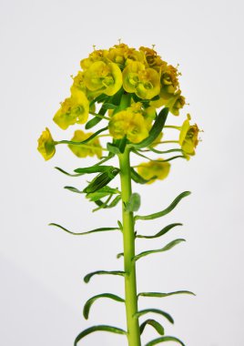Cypress spurge (Euphorbia cyparissias) clipart