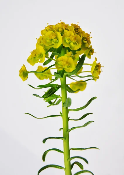 Cypress spurge (Euphorbia cyparissias) — Stock Photo, Image