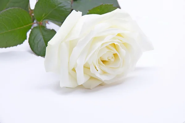 Único rosa branca — Fotografia de Stock