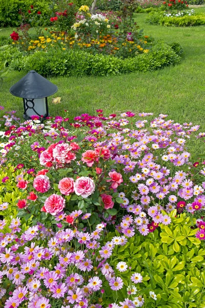 Blossoming flower beds — Stock Photo, Image