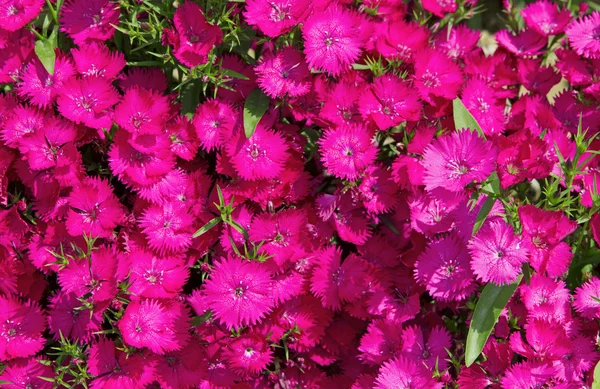 Turkish carnation as background — Stock Photo, Image