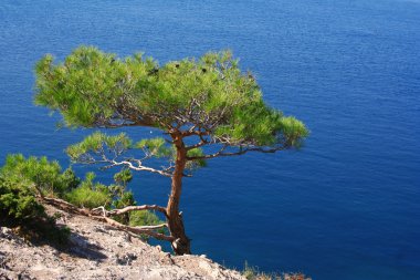 Ukraine. Crimea. The Black Sea. Pine tree next to the sea clipart