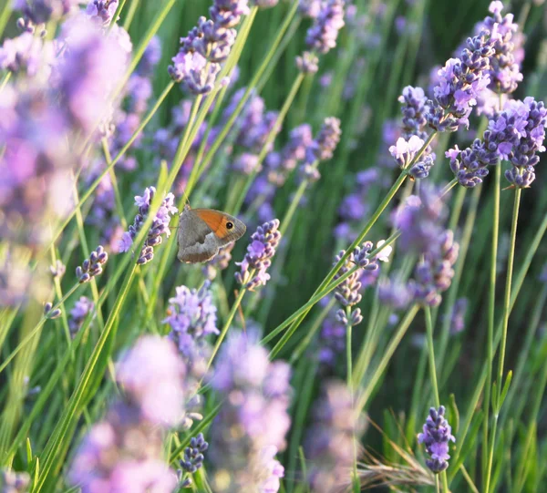Butterfly on the lavender flowers as spring background — Stock Photo, Image