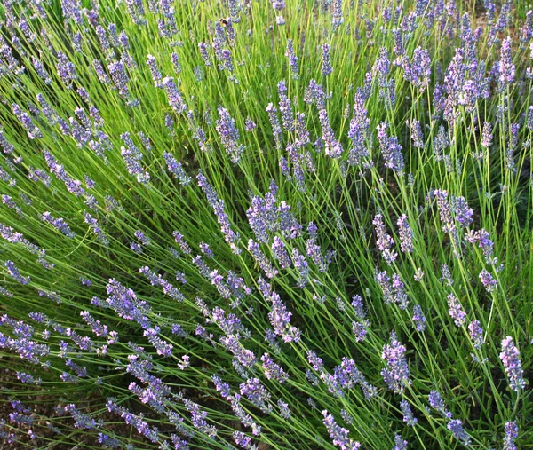 Lavender flowers as background — Stock Photo, Image