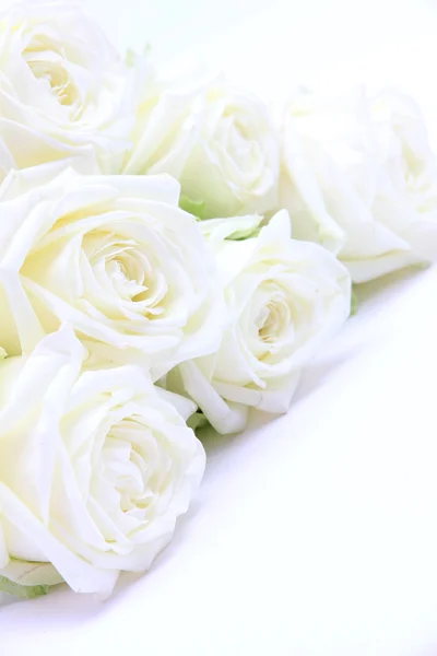 Прекрасні білі троянди — стокове фото