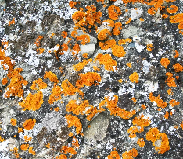 stock image Abstract stone grunge texture as background