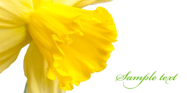 Narciso giallo. Macro — Foto Stock