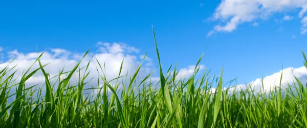 Herbs on background sky close-up. — Stock Photo, Image