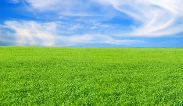 Background - a herb, the sky. — Stock Photo, Image