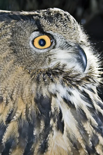 Bilge Baykuş portresi — Stok fotoğraf