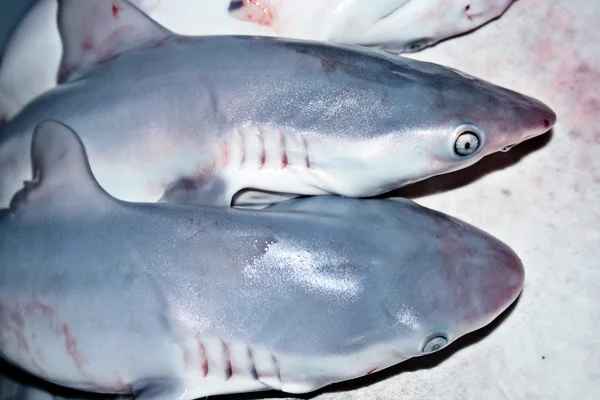 Маленькие акулы на продажу — стоковое фото