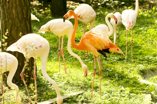 stock image Greater pink flamingo