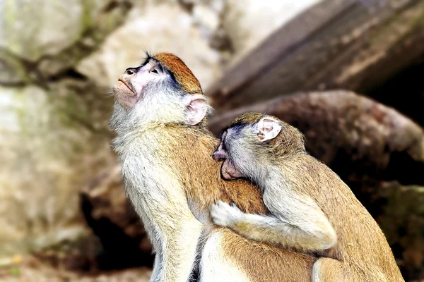 Macacos família de macacos no zoológico de Riga — Fotografia de Stock