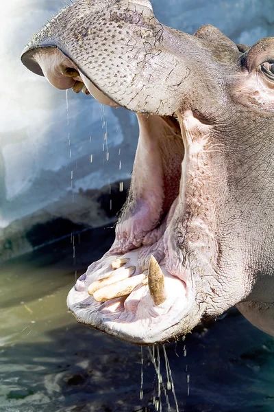 Hippopotamus with mouth open — Stock Photo, Image