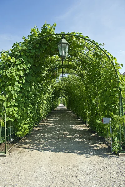 Виноградный туннель — стоковое фото