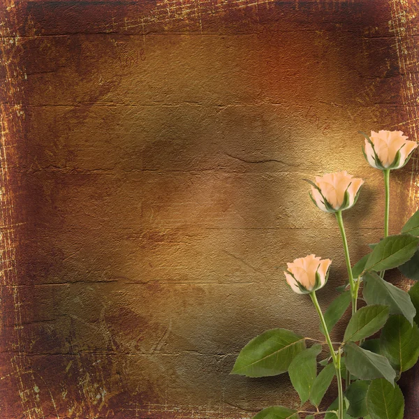 Grunge papír k blahopřání s krém růže — Stock fotografie
